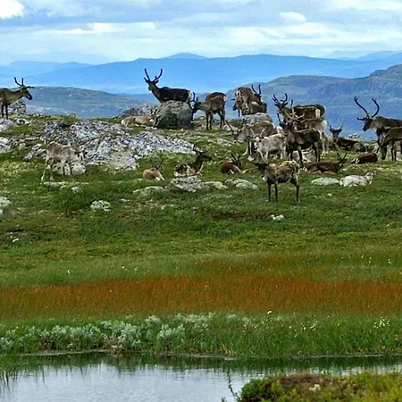 Amazing In With Kitchen Eggedal